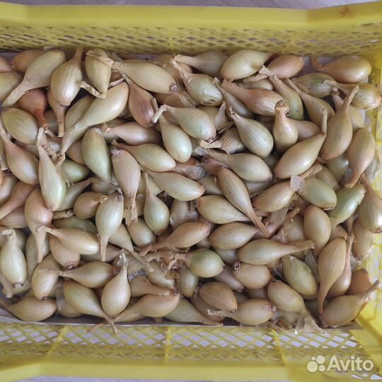 Мелкий семейный лук