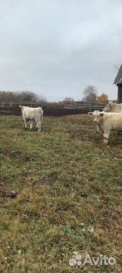 Быки на племя шароле