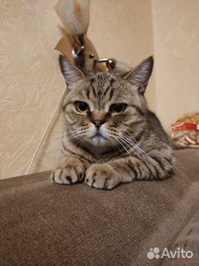 Британская кошка бесплатно