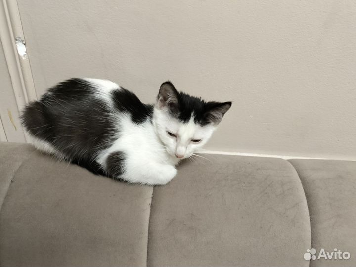 Кошка в дар