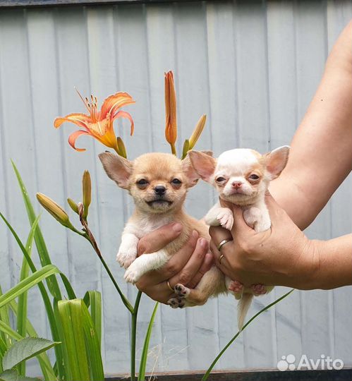 Микро девочки Чихуахуа