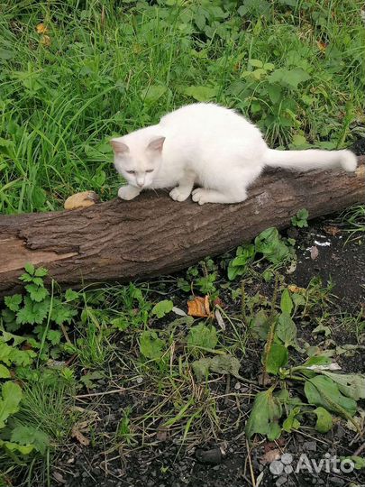 Турецкая ангора