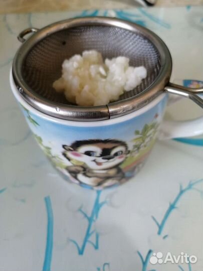 Тибетский молочный гриб