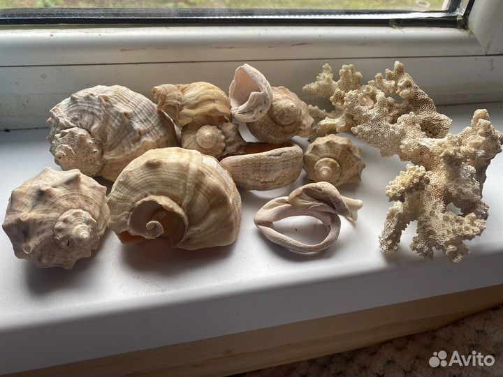 Ракушки, кораллы