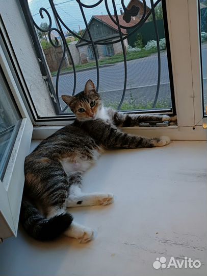 Кошка в добрые руки