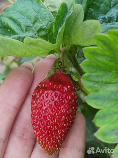 Рассада клубники купчиха