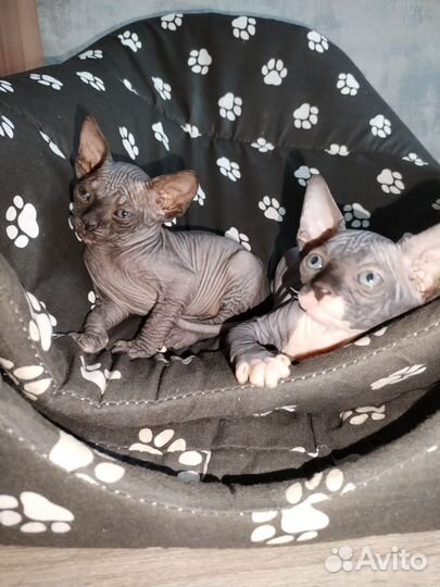 Канадский сфинкс