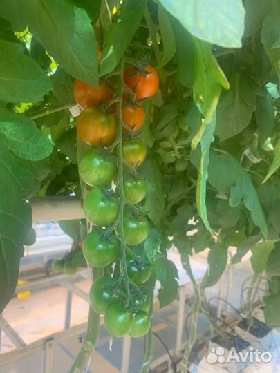 Разнорабочий в теплицу