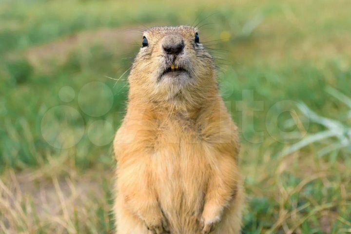 Комната 19,2 м² в 3-к., 2/2 эт.