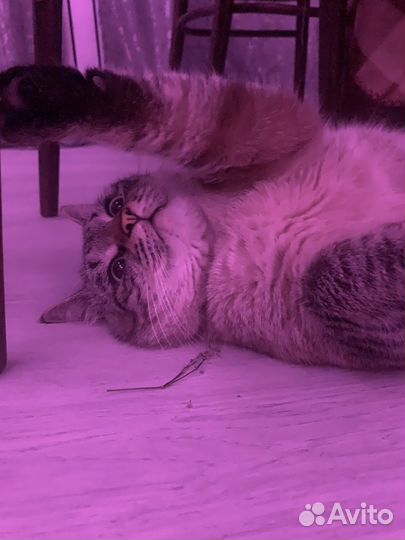 Отдам котика в добрые руки