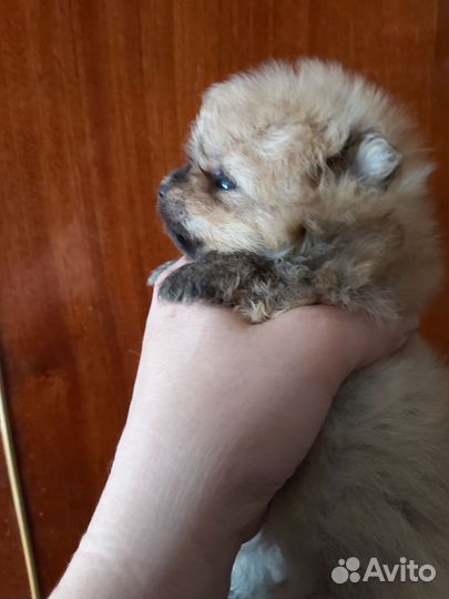 Щенки померанского шпица