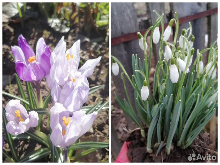 Галантусы, крокусы