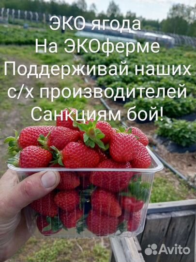 Клубника свежая Рязань Предзаказ