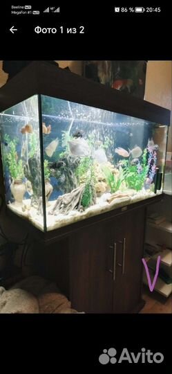 Аквариум с тумбой juwel 120 литров с рыбками