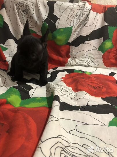 Француженка