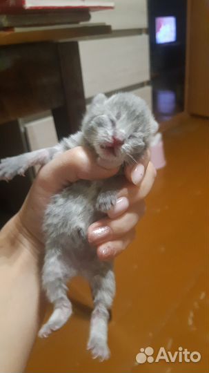 Британская кошка в дар