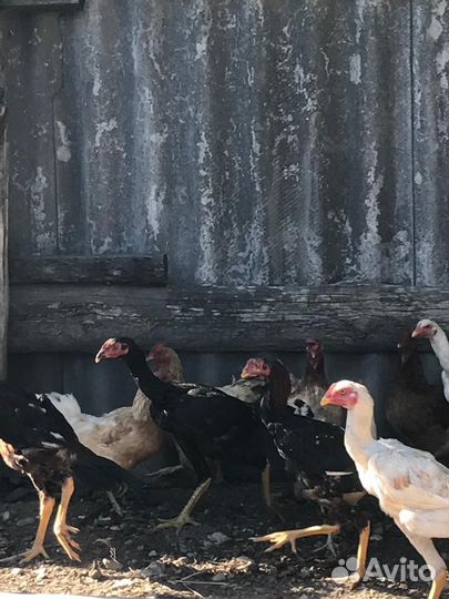 Бойцовые петухи