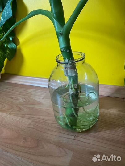 Диффенбахия