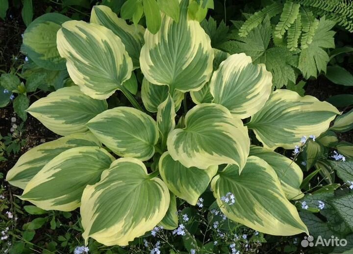 Хосты серии Lakeside