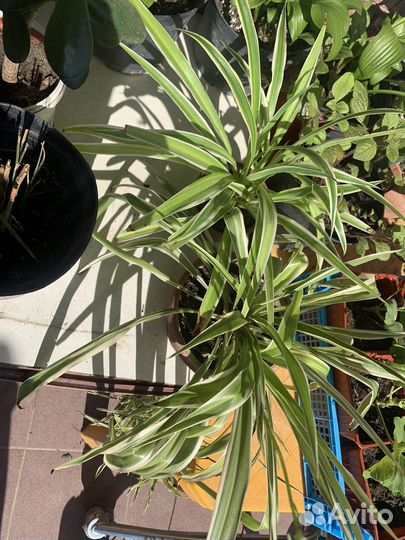 Растения для сада