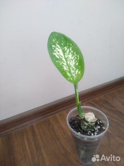 Диффенбахия