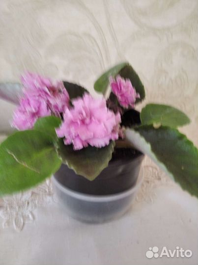 Цветы для дома