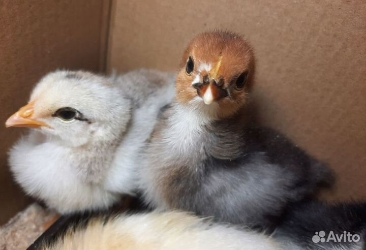 Циплята подросшие, и молодые петушки