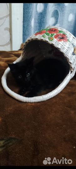 Котята мейн-кун