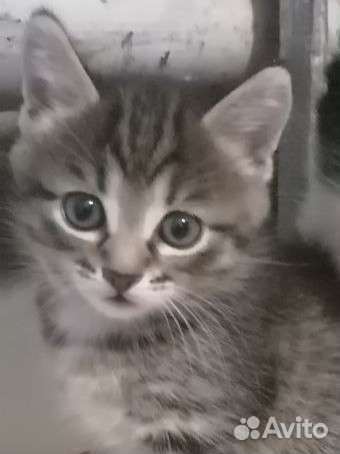 Котëнок
