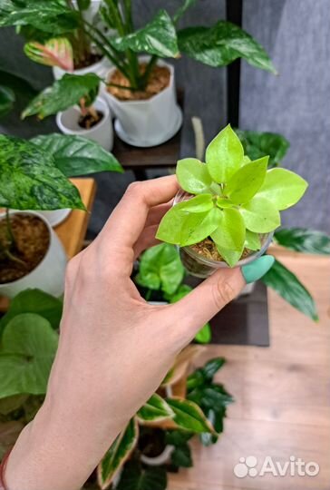 Сциндапсус треби