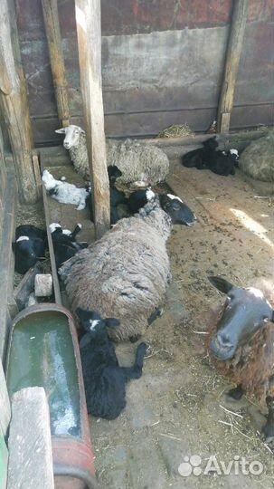 Бараны,овцы