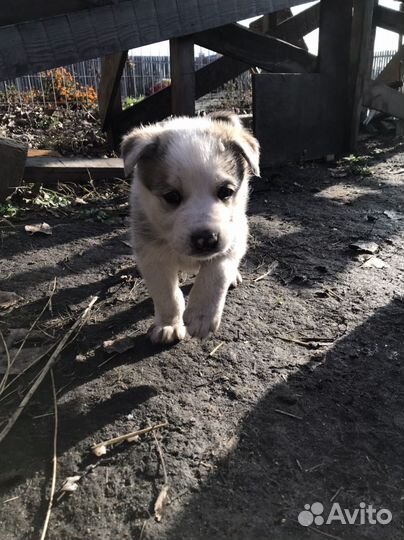 Лайка хаски