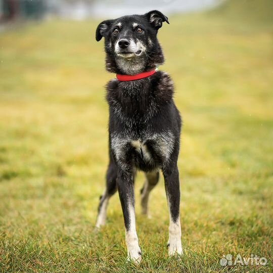 В добрые руки Илай