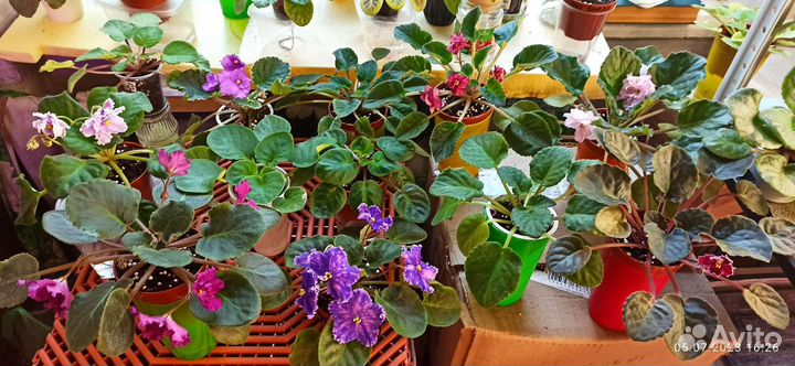 Комнатные цветы фиалки