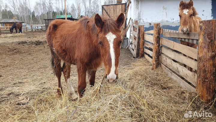 Жеребята полутяжи