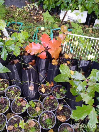 Саженцы красного дуба