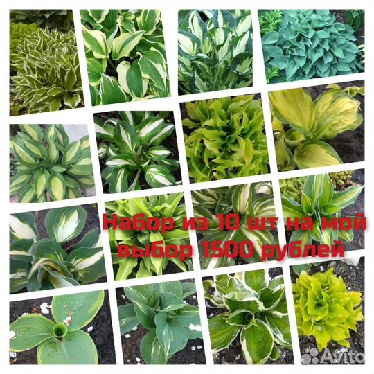 Хоста растение