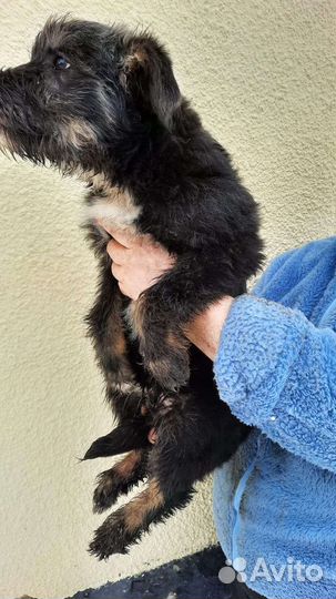 Собака бородачка