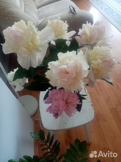 Пион корневище