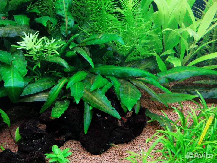 Растения для аквариума