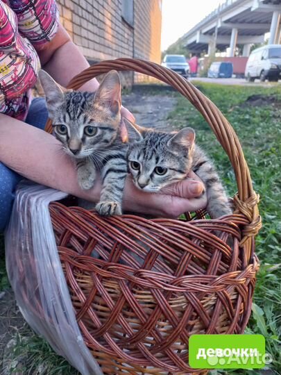 Спасите девочку котенка