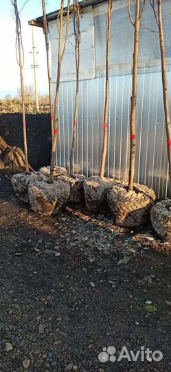 Липы липа разных размеров