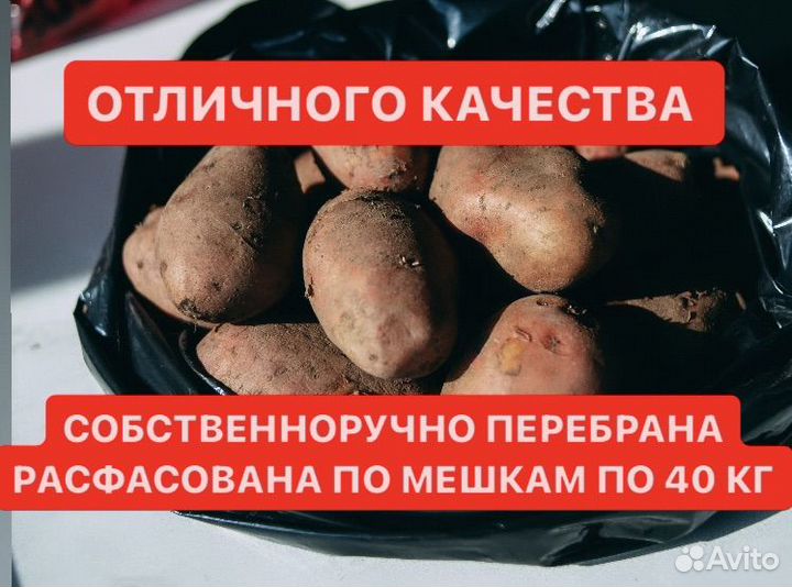 Едовой картофель