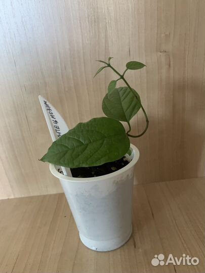 Клеродендрум специозум