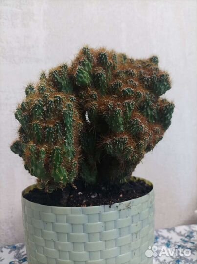 Кактусы цереус, маммиллярия, денежное дерево