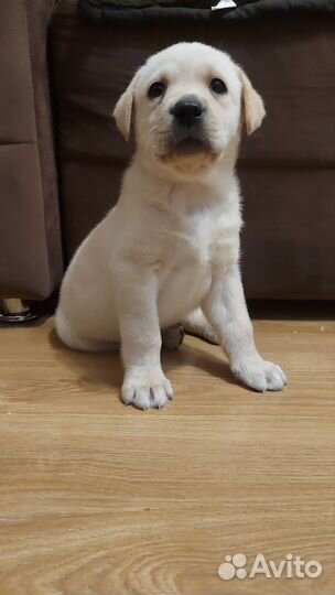 Щенки лабрадора