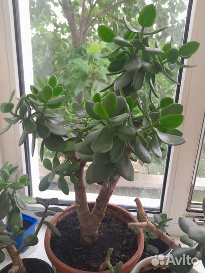 Денежное дерево-толстянка. Драцена