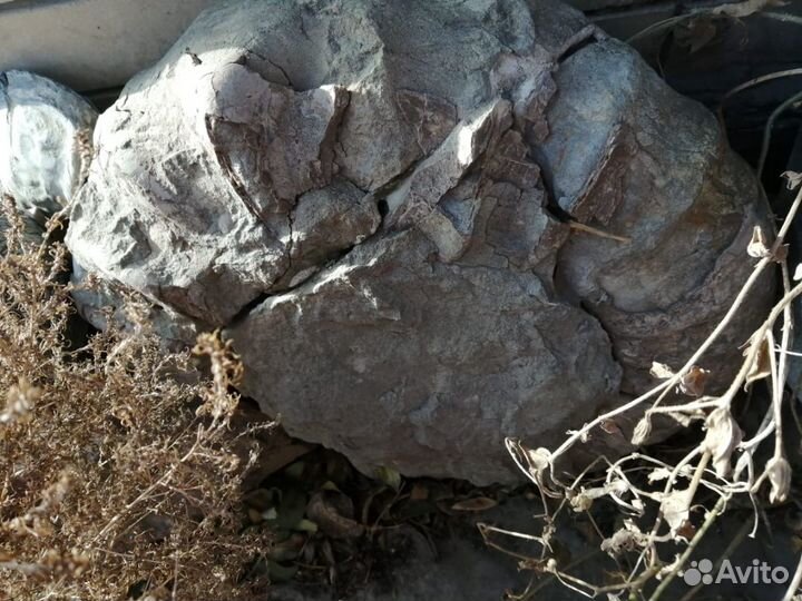 Аммониты Минералы Окаменелости Септарии Жеоды