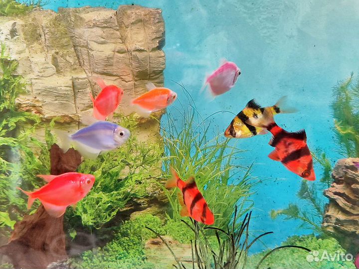 Аквариумные рыбки тернеция, барбус, сомик, бронь