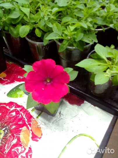 Вегетативная петуния